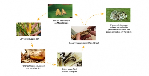 Lebenszyklus des Maiszünslers